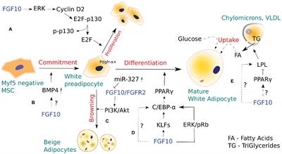 FGF10 and Lipofibroblasts in Lung Homeostasis and Disease: Insights Gained From the Adipocytes